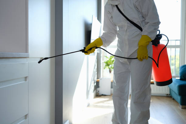 Best Basement Mold Removal  in Burnet, TX